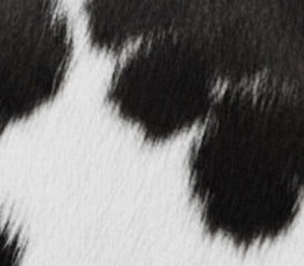 Black Cowhide Fur