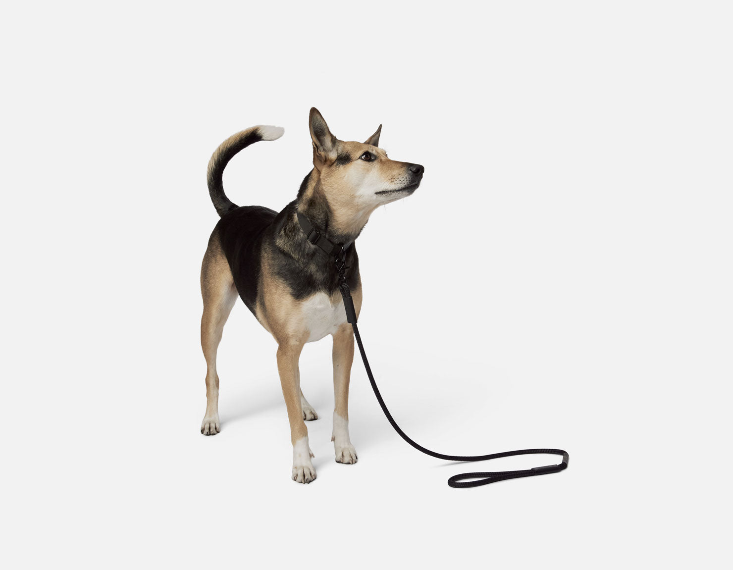 DOG LEASH | KILLSPENCER® - Black Paracord