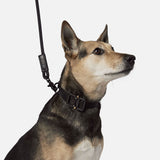WEBBING DOG COLLAR